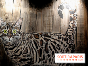 Chacun cherche son chat, nos photos de l'expo à Fluctuart - Expo Chat 11