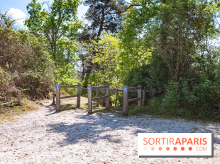 Liaisons douces à Fontainebleau : la forêt à vélo, les photos