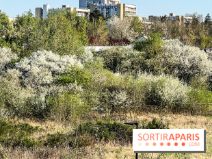 Allergies aux pollens en Ile-de-France : nouveau bulletin, causes et recommandations 