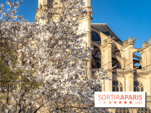 Paris : le printemps prend de l'avance : 6 spots d'arbres en fleurs à découvrir en ce moment