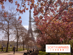 Les cerisiers du Trocadéro fleurissent avec de l'avance