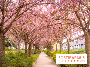 La Mail de Bièvre et ses cerisiers en fleurs, le spot Hanami caché à Paris
