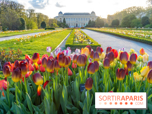 Tulipes et coquelicots, des floraisons exceptionnelles pour les 400 ans du Jardin des plantes 