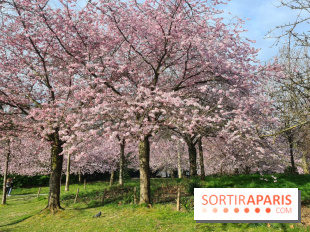Où voir des cerisiers en fleurs à Paris et en Île-de-France : nos spots coup de cœur !