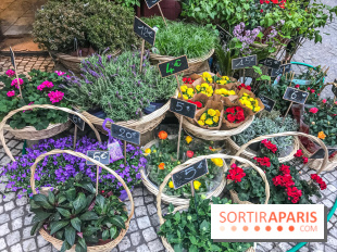 Marché aux plantes et fleurs à Argenteuil 2023: Découvrez la Vallée aux plantes et aux fleurs