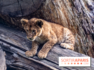 Zoo Safari de Thoiry : les nouveautés à découvrir