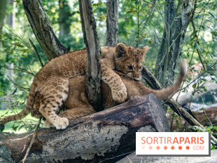Carnet rose au Zoo de Thoiry (78) : deux bébés lionnes pointent le bout de leur nez