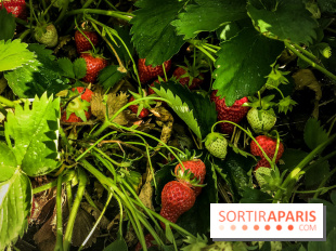 Cueillettes des fraises autour de Paris