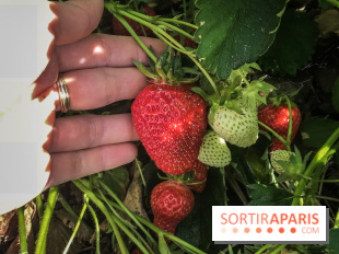 Cueillettes des fraises autour de Paris