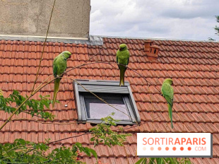 Le saviez-vous ? D'où viennent ces perruches vertes à Paris et en Île-de-France ?