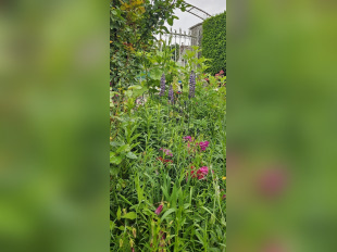 Jardin de Patrick et Roland