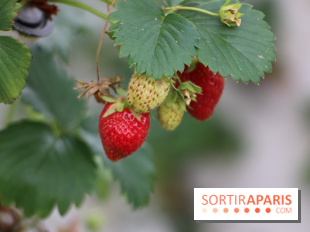 Les cueillettes de fruits, légumes et fleurs autour de Paris