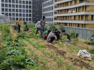 Eva Kotchever, le potager perché sur le toit d'une école qui se cultive à Paris