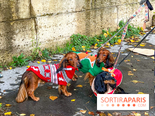 Paris Sausage Walk 2023 : la marche des teckels de retour dans la capitale, pour la bonne cause !