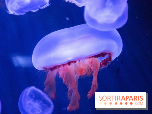L'Aquarium de Paris ouvre son Médusarium