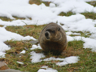 Encore six semaines d'hiver : les prédictions météo de Phil, la marmotte de Punxsutawney (USA)