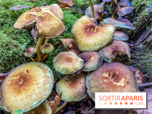 Cueillette des champignons : comment être sûr que notre récolte est comestible ?