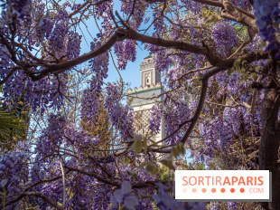 La Mosquée de Paris et son jardin en fleurs