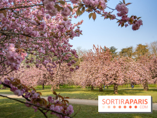 Le Parc de Sceaux et ses cerisiers en fleurs