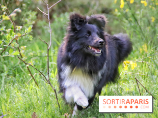 Deux boutiques éphémères Royal Canin dédiées aux chiens et aux chats ont ouvert à Paris