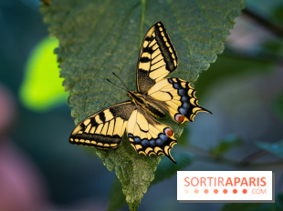La Serre aux Papillons du Parc Floral 