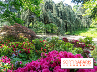 Arboretum de la Vallée-aux-Loups, une balade au milieu des arbres remarquables - A7C07775
