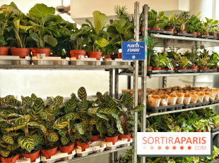 Plantes pour Tous, les prochaines ventes de plantes à partir de 2€ à Paris