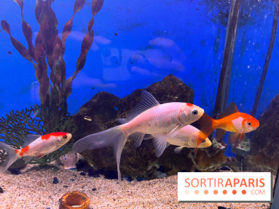 La Maison de la Pêche et de la Nature - image00014