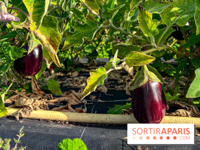 Les Saveurs du Potager du Roi à Versailles : marché de fruits & légumes, expositions et animations