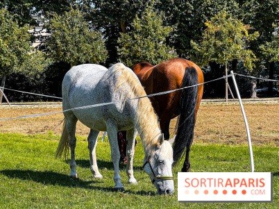 Tous en piste ! à Maisons-Laffitte (78): poneys, calèche et spectacles équestres gratuits au château