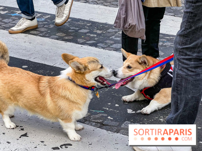 La Marche des animaux à Paris : défilé gratuit, ouvert aux chiens, chats ... sur les Champs-Élysées - IMG 5187