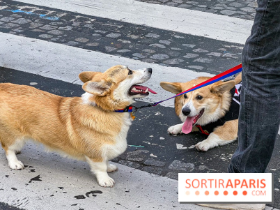 La Marche des animaux à Paris : défilé gratuit, ouvert aux chiens, chats ... sur les Champs-Élysées