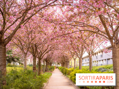 La Mail de Bièvre et ses cerisiers en fleurs, le spot Hanami caché à Paris