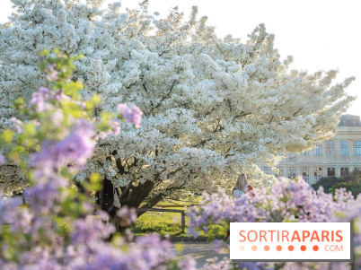 Le cerisier du Japon 'Shirotae' du Jardin des Plantes : l'arbre remarquable au blanc éclatant en fleurs