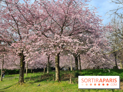 Où voir des cerisiers en fleurs à Paris et en Île-de-France : nos spots coup de cœur !