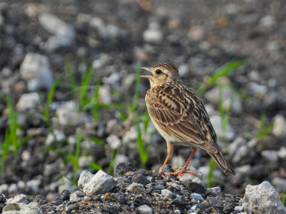 Chasses traditionnelles des oiseaux : le Conseil d'État suspend les derniers arrêtés du gouvernement