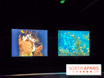 Rose Lowder au Palais de Tokyo : la nature image par image dans une exposition de films