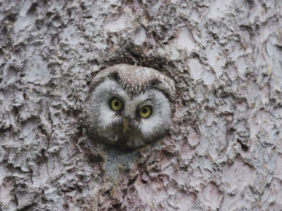 Le Temps des animaux : un documentaire dans les Alpes à découvrir dès 7 ans