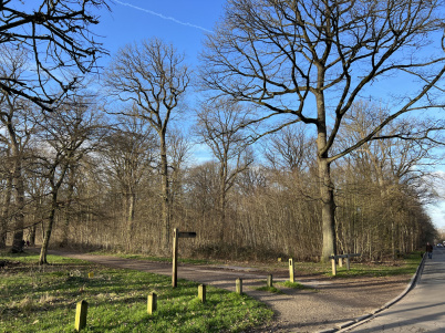 La forêt de Meudon