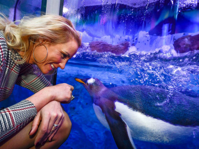 Un bébé manchot Royal est né à Sea Life Val d'Europe !