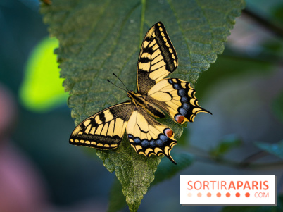 La Serre aux Papillons du Parc Floral 