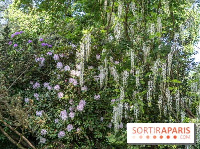 Arboretum de la Vallée-aux-Loups, une balade au milieu des arbres remarquables