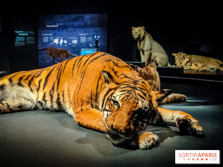 Félins, l'exposition qui nous fait craquer au Muséum national d'Histoire naturelle - photos - IMG20230321102113