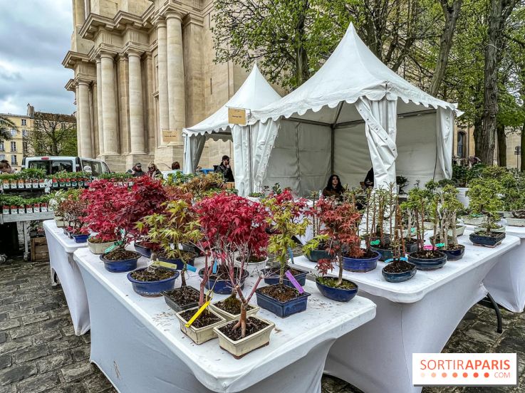Esprit Jardin à Versailles - Marché aux plantes et animations  - IMG 6096