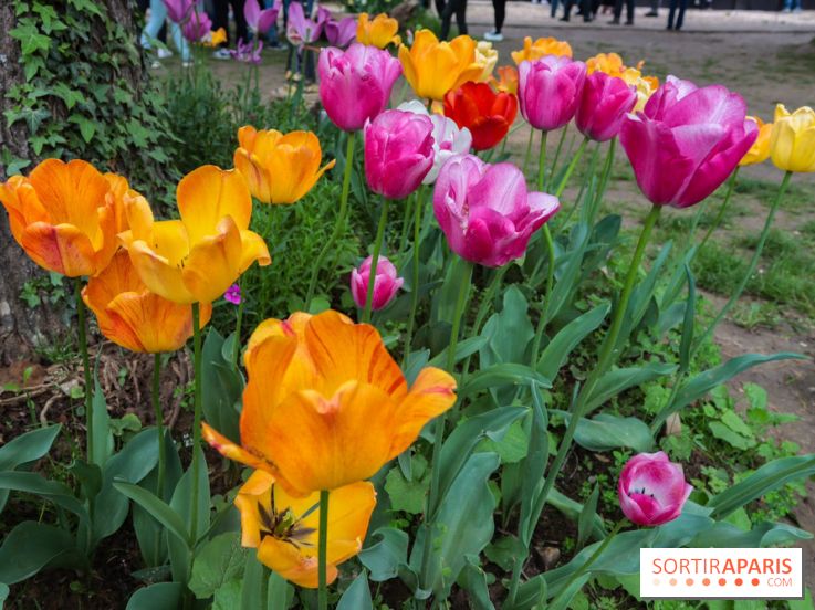 Wat Thammapatip Inrernational : la pagode bouddhiste et sa street food thaï, à Moissy-Cramayel - 50F5D52D D5E6 4A7B 9504 9907D05269BF