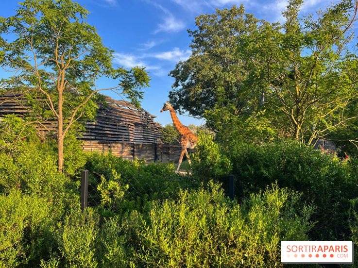 Nocturnes au Parc Zoologique de Paris - IMG 3513