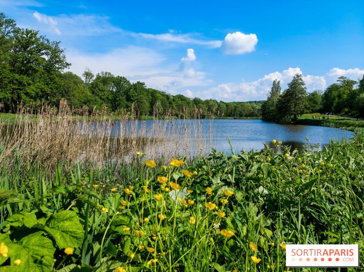 Balade nature dans la forêt de Montmorency, nos photos