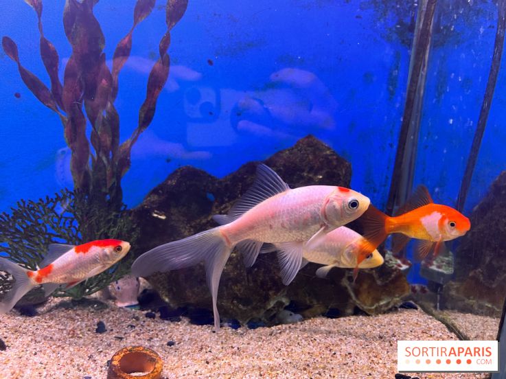 La Maison de la Pêche et de la Nature - image00014