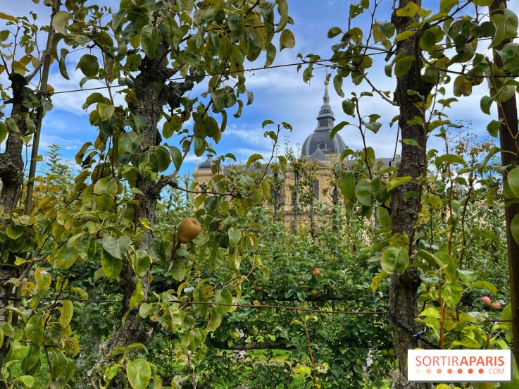 Potager du Roi - IMG 4261