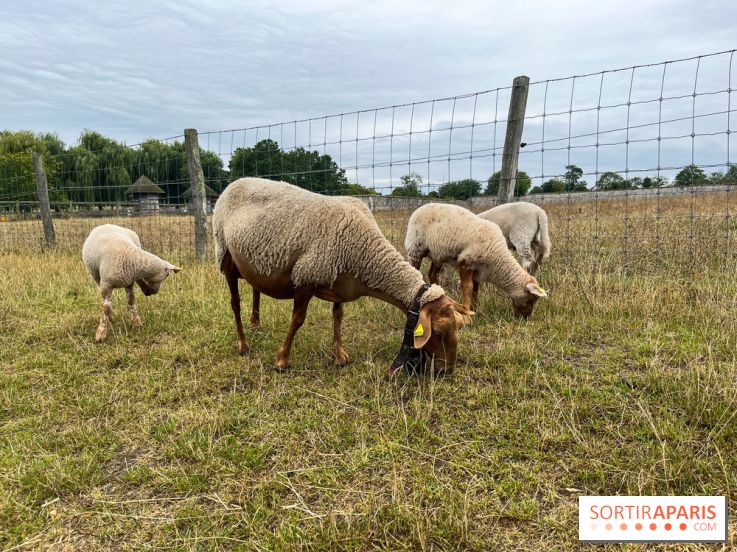 La ferme de Saint-Cyr l'Ecole - image00033